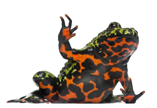 Восточная пожарная жаба, восточная Bombina orientalis, перед белым фоном — стоковое фото
