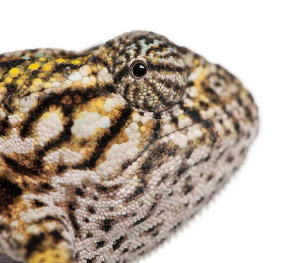 stock image Young Panther Chameleon, Furcifer pardalis