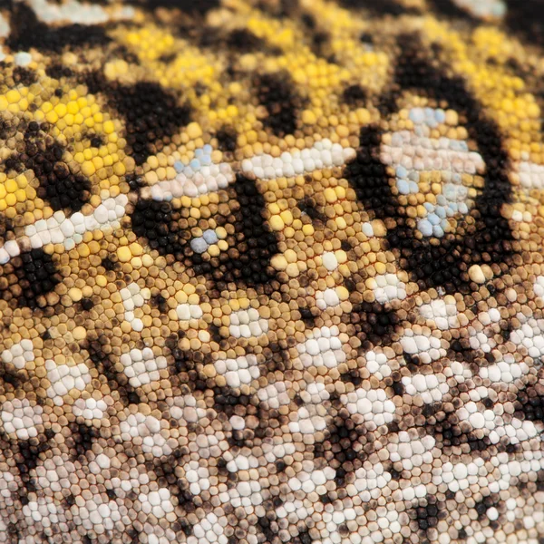 Primer plano de la piel de camaleón de pantera joven, Furcifer pardalis —  Fotos de Stock
