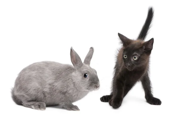 Gatito negro jugando con conejo delante de fondo blanco —  Fotos de Stock