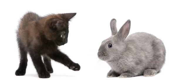 Gattino nero che gioca con il coniglio davanti allo sfondo bianco — Foto Stock