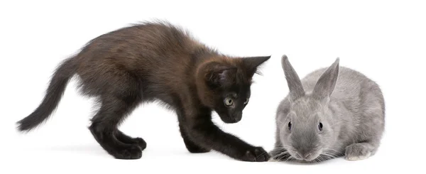 Black kitten playing with rabbit in front of white background — Stock Photo, Image