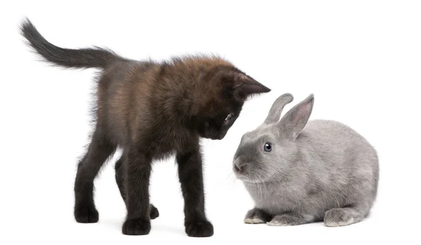 Black kitten playing with rabbit in front of white background — Stock Photo, Image