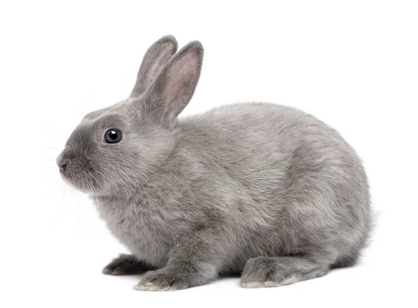 Сірий кролик перед білим тлом — стокове фото