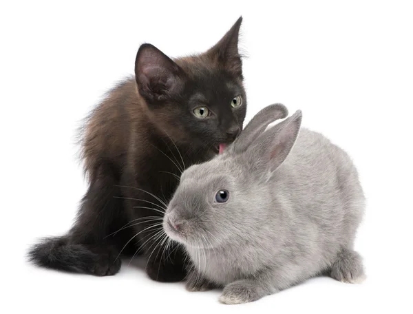 Tavşan beyaz arka plan önünde oynayan siyah yavru kedi — Stok fotoğraf