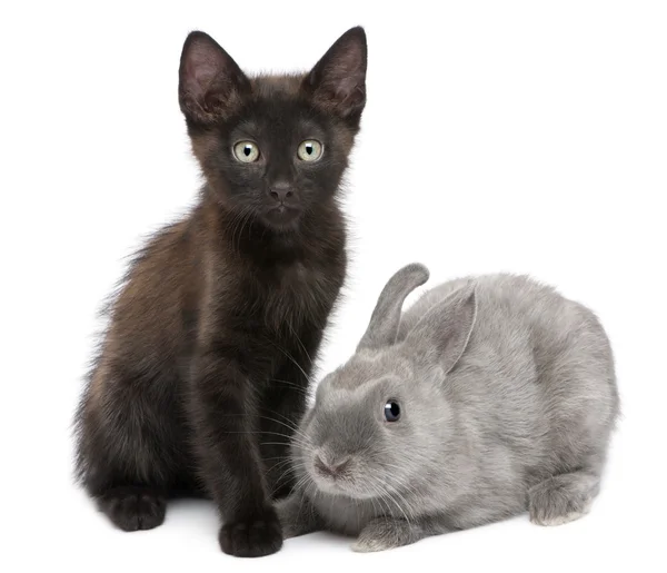 Gatito negro jugando con conejo delante de fondo blanco — Foto de Stock