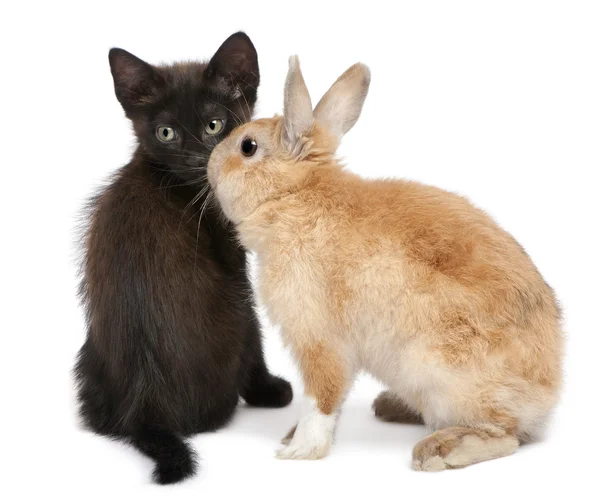 白い背景の前でウサギと遊んで黒い子猫 — ストック写真