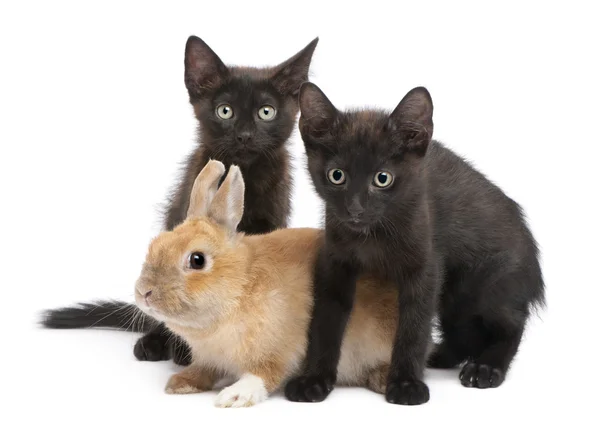 Tavşan beyaz arka plan önünde oynayan siyah yavru kedi — Stok fotoğraf