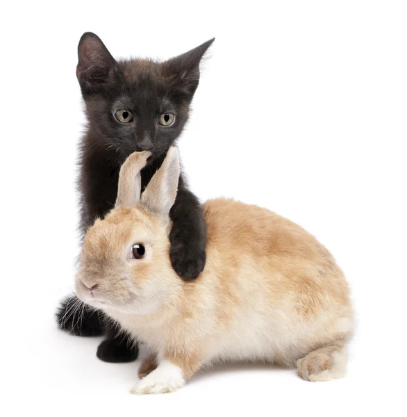 Gatito negro con pata alrededor de conejo delante de fondo blanco — Foto de Stock