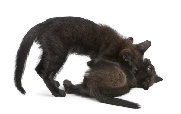 Deux chatons noirs jouant ensemble devant fond blanc — Photo