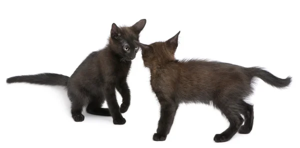 Два черных котенка играют вместе на белом фоне — стоковое фото