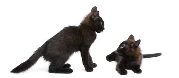 Kaksi mustaa kissanpentua leikkii yhdessä valkoisen taustan edessä — kuvapankkivalokuva