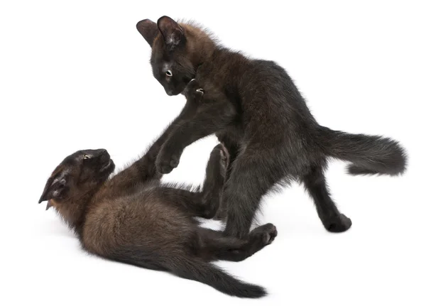 Zwei schwarze Kätzchen spielen zusammen vor weißem Hintergrund — Stockfoto