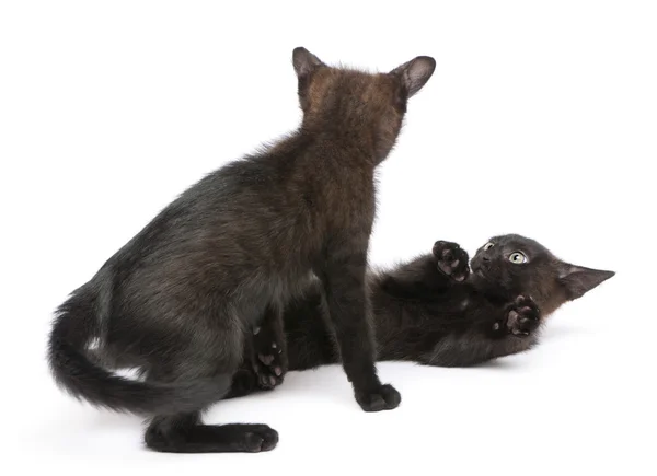 Deux chatons noirs jouant ensemble devant fond blanc — Photo