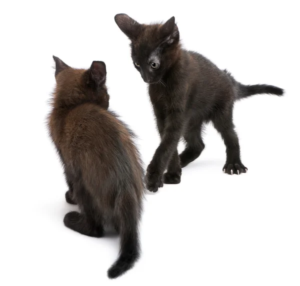 两个黑色小猫在白色背景前一起玩 — 图库照片