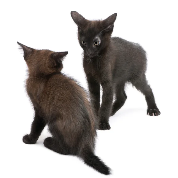 Dois gatinhos negros brincando juntos na frente do fundo branco — Fotografia de Stock
