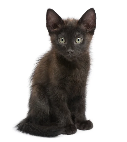 Retrato de gatito negro delante de fondo blanco — Foto de Stock