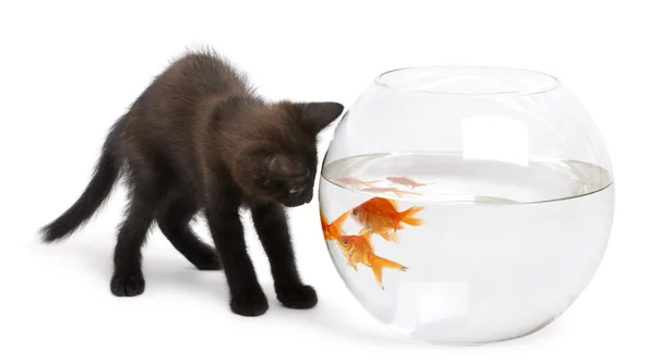 Gatito negro mirando Goldfish, Carassius Auratus, nadando en pecera —  Fotos de Stock