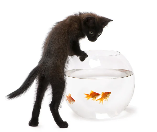 Gatito negro mirando Goldfish, Carassius Auratus, nadando en pecera — Foto de Stock