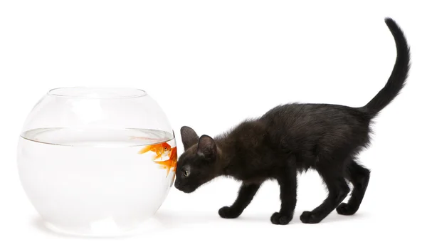 キンギョ、魚ボウルに水泳を見て黒の子猫 — ストック写真
