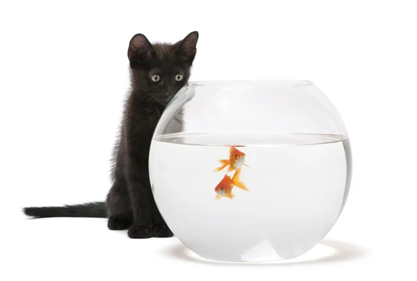 Czarny kotek szuka w złota rybka, carassius auratus, pływanie w akwarium — Zdjęcie stockowe