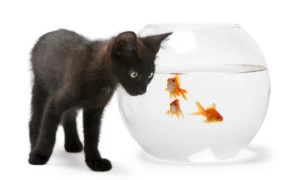Svart kattunge tittar på guldfisk, carassius auratus, simma i fisk skål — Stockfoto