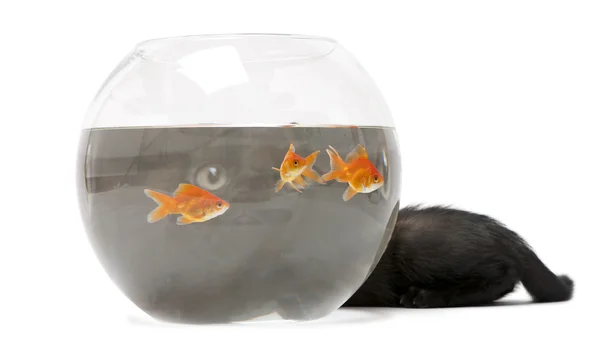 黑色小猫看看金鱼，鲫鱼，鱼碗里游泳 — 图库照片