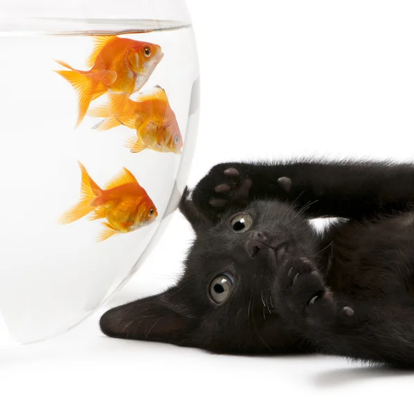 Чорний кошеня, дивлячись на золотих рибок, Auratus Карась, купання в чашу риби — стокове фото
