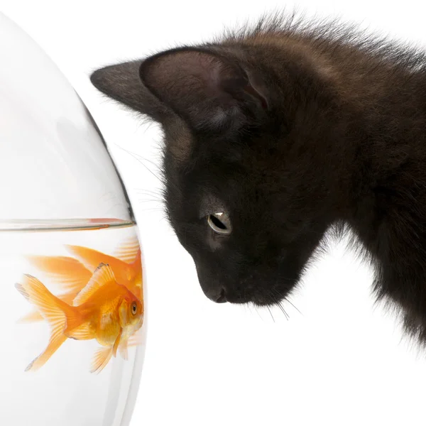 Gatinho negro olhando para Goldfish, Carassius Auratus, nadando em tigela de peixe — Fotografia de Stock