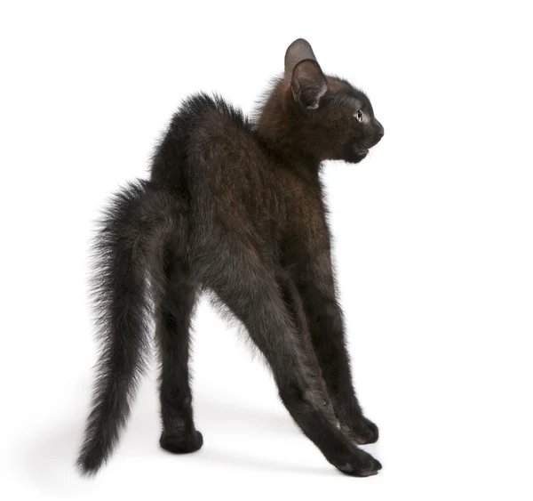 Gatinho preto assustado em pé na frente do fundo branco — Fotografia de Stock