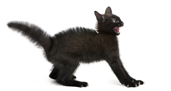 Beyaz arka plan önünde duran siyah yavru kedi korkuttu — Stok fotoğraf