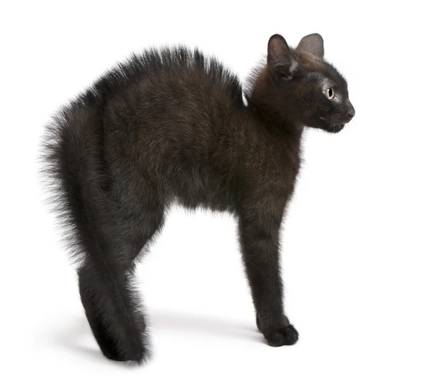 Испуганный черный котенок стоит на белом фоне — стоковое фото