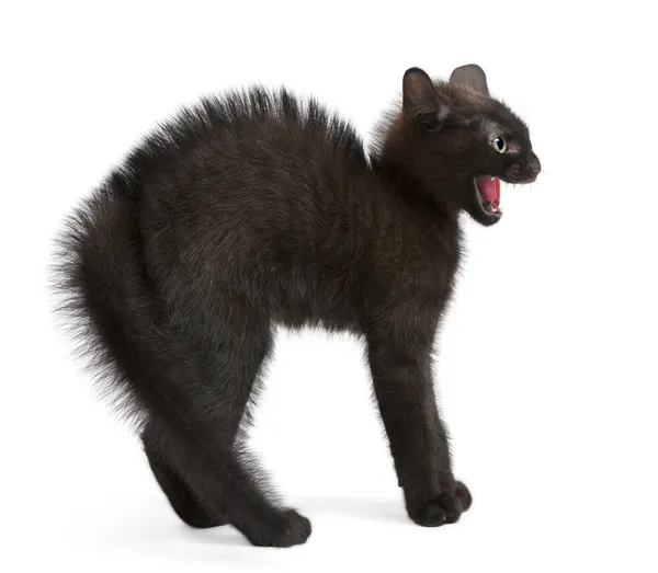 Испуганный черный котенок стоит на белом фоне — стоковое фото