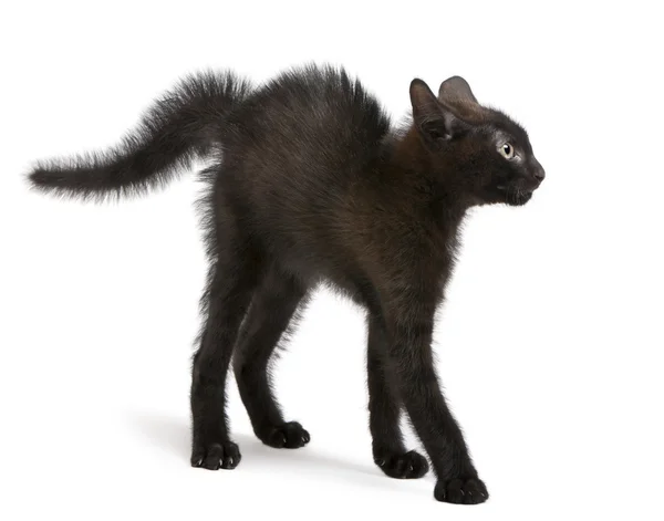 吓坏了的黑色小猫站在白色背景前 — 图库照片