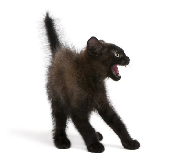 Frightened black kitten standing in front of white background — Stock Photo, Image