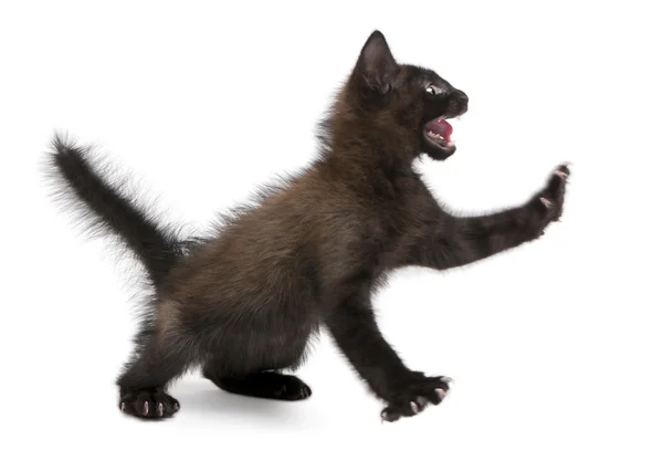 Φοβισμένος μαύρο γατάκι στέκεται μπροστά από το λευκό φόντο — Φωτογραφία Αρχείου
