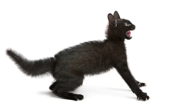 Φοβισμένος μαύρο γατάκι στέκεται μπροστά από το λευκό φόντο — Φωτογραφία Αρχείου