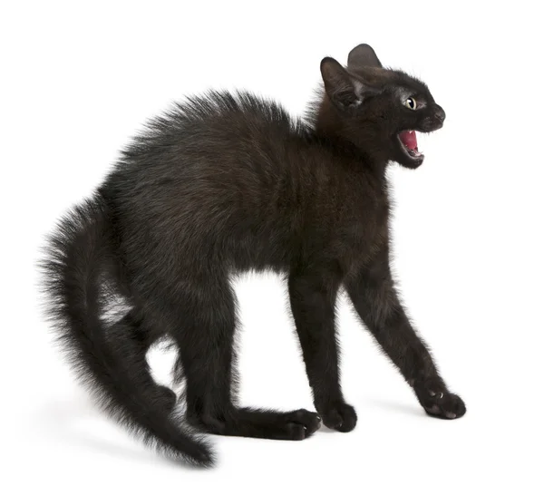 Fehér háttér előtt rémült fekete cica állandó — Stock Fotó