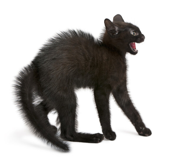 Испуганный черный котенок стоит на белом фоне
