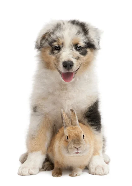 Blue Merle Australian Shepherd puppy playing with rabbit, sitting in front of white background — Stock Photo, Image