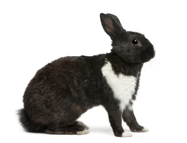 Coniglio bianco e nero davanti allo sfondo bianco — Foto Stock