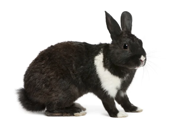 Coniglio bianco e nero davanti allo sfondo bianco — Foto Stock