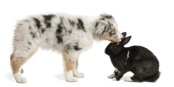 Blue Merle Australian Shepherd puppy looking face to face with rabbit, sitting in front of white background — Stock Photo, Image