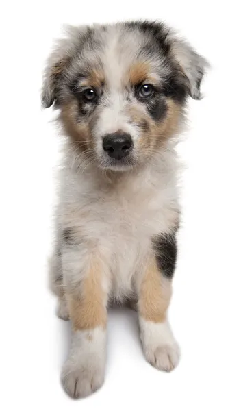 Blue Merle Australian Shepherd puppy — Stock Photo, Image