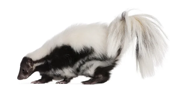 Striped Skunk, Mephitis Mephitis — Stock Photo, Image