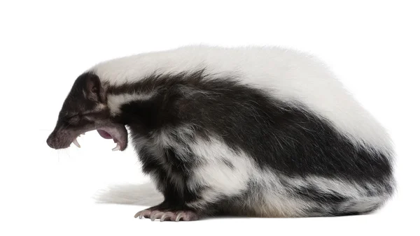 Strimmig skunk, mephitis mephitis — Stockfoto