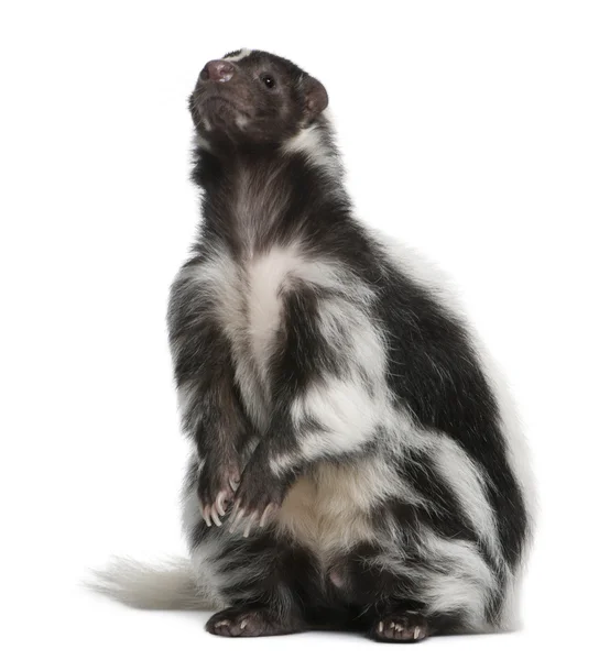 Striped Skunk, Mephitis Mephitis — Stock Photo, Image