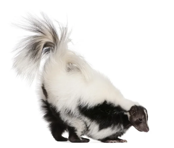 Striped Skunk, Mephitis Mephitis — Stock Photo © Lifeonwhite #10892889