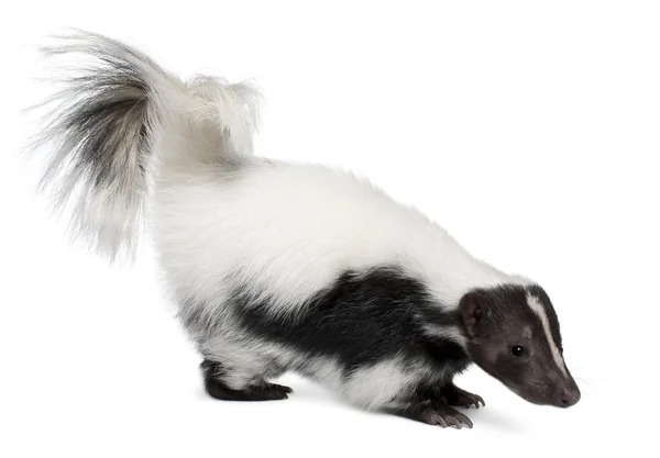 Strimmig skunk, mephitis mephitis — Stockfoto