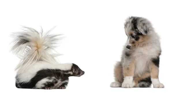 Blue Merle Australian Shepherd puppy, 10 weeks old, looking at Striped Skunk, Mephitis Mephitis, 5 years old, sitting in front of white background — Stock Photo, Image